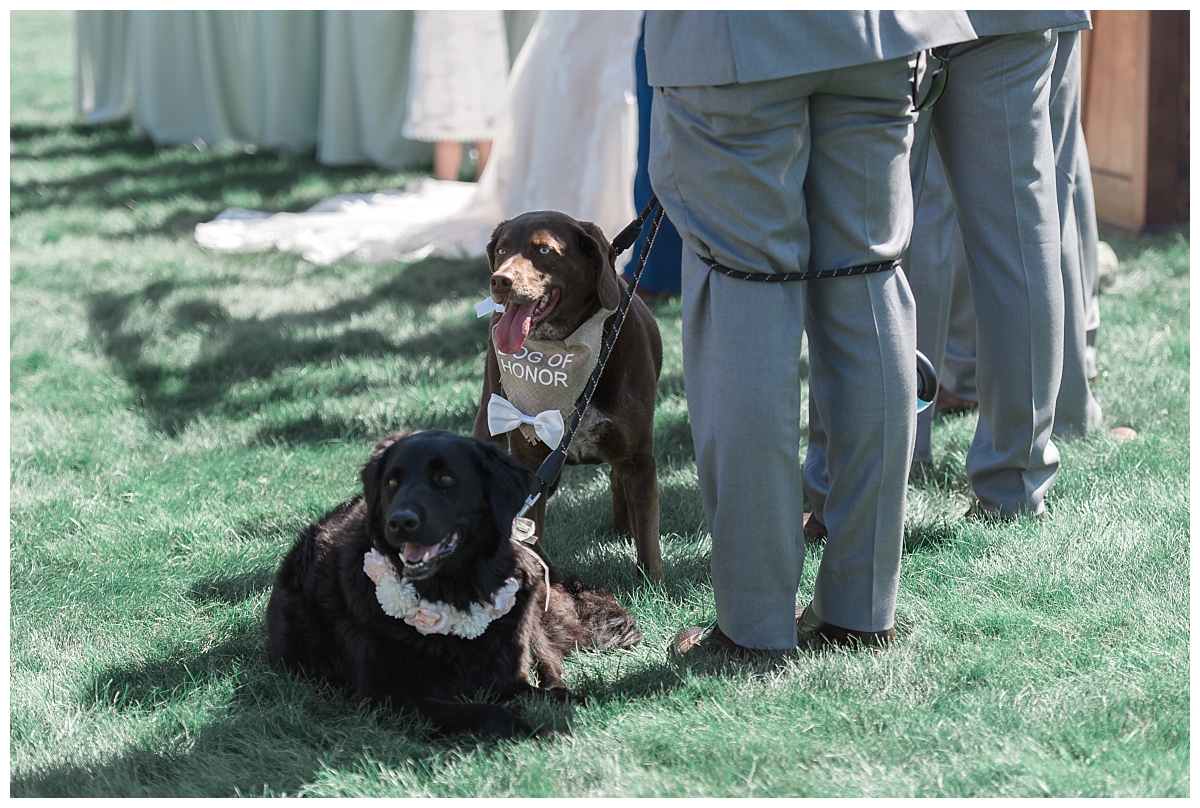 dog of honor at ceremony at Iris Hills